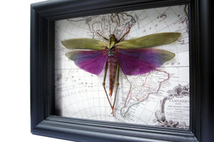 6x8 Real Purple Grasshopper on Map