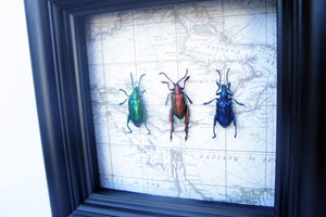 5x5 Frog Beetles on Map Background - Beetle Framed Art