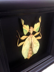 Real Leaf Insect Taxidermy - Plain Background - Insect Collection, Framed Butterfly, Bug Collection, Insect Taxidermy, Taxidermy Art, Bugs