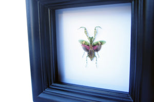 Real Mantis Insect Collection - Creobroter gemmatus - Insect Art, Framed Insect Art, Beetle, Nature Art, Oddities