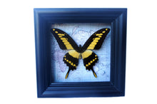 Load image into Gallery viewer, 5x5 Real Butterfly on Map - African Yellow Tiger Swallowtail
