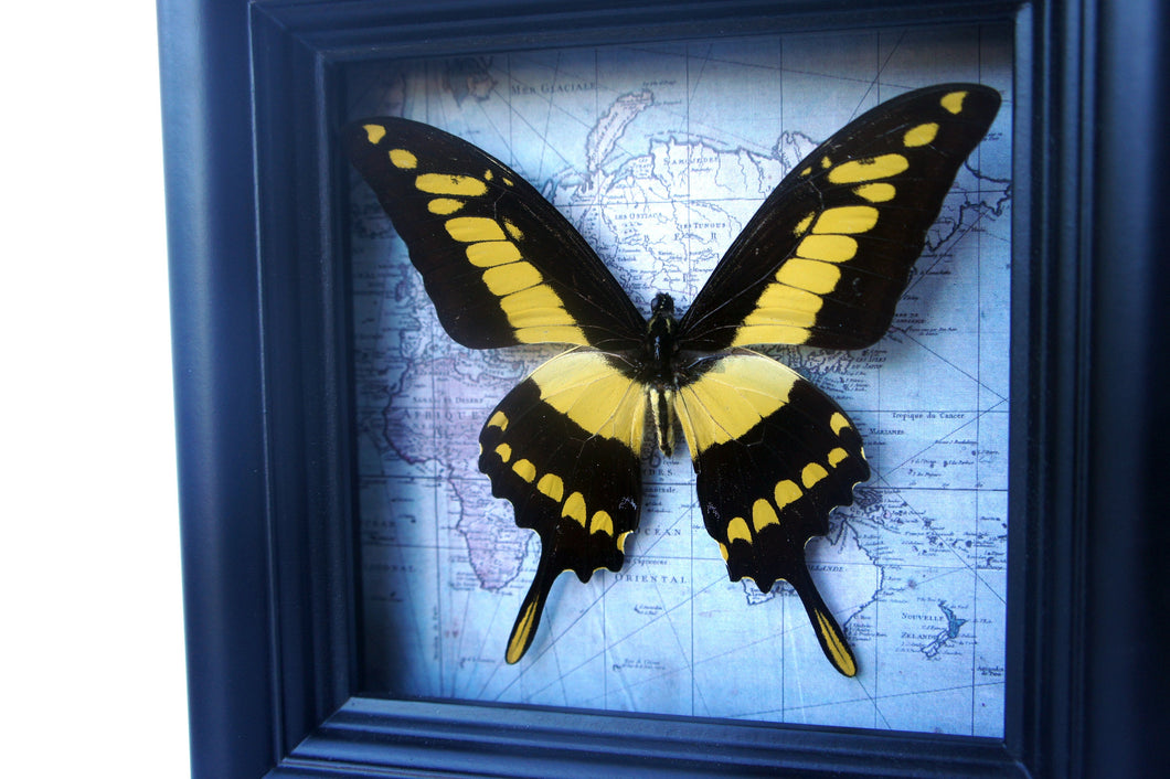 5x5 Real Butterfly on Map - African Yellow Tiger Swallowtail