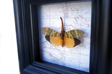 Load image into Gallery viewer, 4x4 Lanternfly Insect Collection Taxidermy - Yellow Lanternfly on Map
