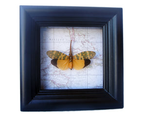 4x4 Lanternfly Insect Collection Taxidermy - Yellow Lanternfly on Map
