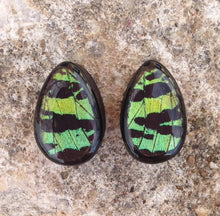 Load image into Gallery viewer, Real Moth Wing Teardrop Plugs 1/2&quot;-1 1/2&quot;- Green Sunset Moth - Body Jewelry, Gauges, Teardrop Plugs
