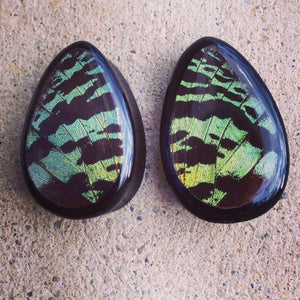 Real Moth Wing Teardrop Plugs 1/2"-1 1/2"- Green Sunset Moth - Body Jewelry, Gauges, Teardrop Plugs