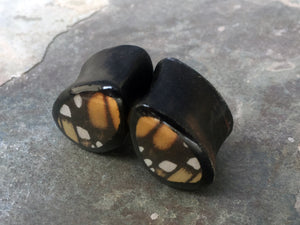 Real Butterfly Wing Teardrop Plugs 1/2"-1 1/2"- Monarch Forewing - Body Jewelry, Gauges, Teardrop Plugs