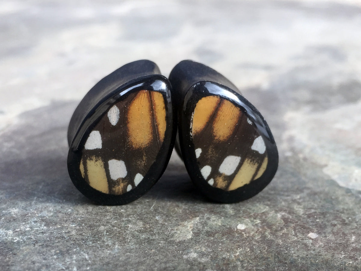 Real Monarch forewing teardrop plugs for stretched ears