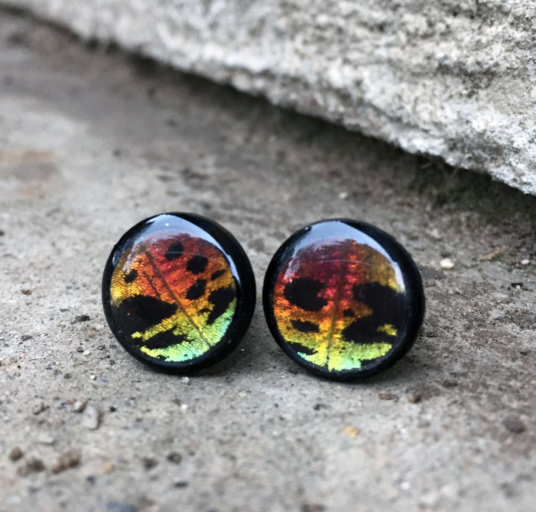 Real Butterfly Wing Plugs - 2G-00G - Rainbow Sunset Moth