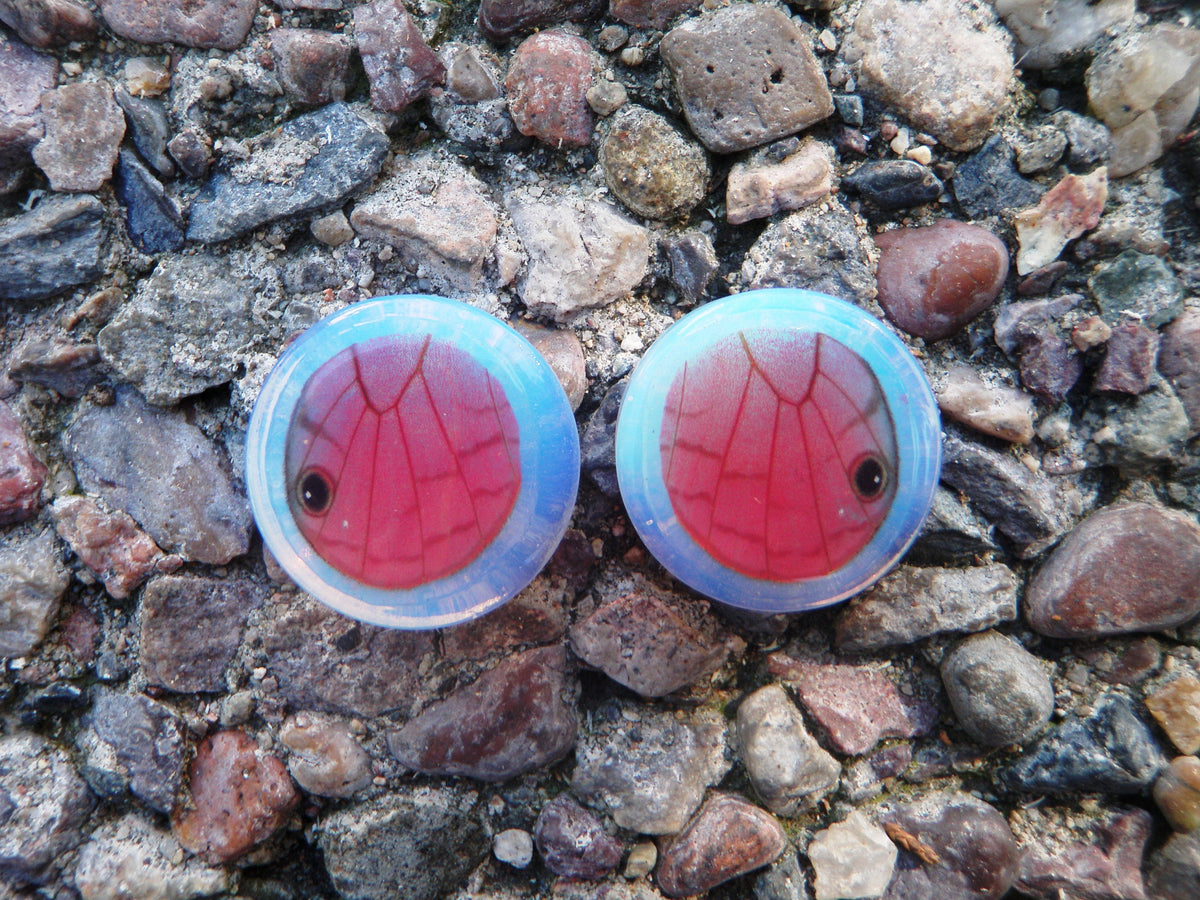Real clearwing butterfly wing on opalescent stone circle plugs