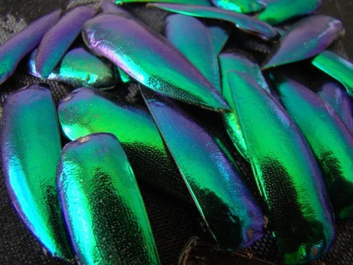 25 Real Green Beetle Wings for Crafting