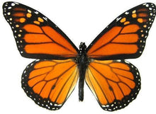 Load image into Gallery viewer, Pendant Butterfly Wing Earrings - Monarch Forewing Circle
