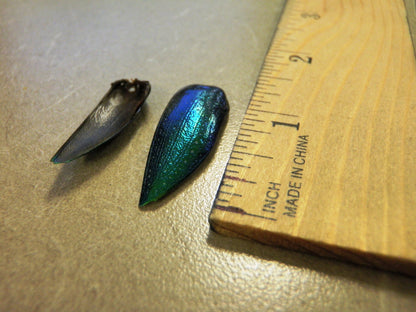 25 Real Green Beetle Wings for Crafting