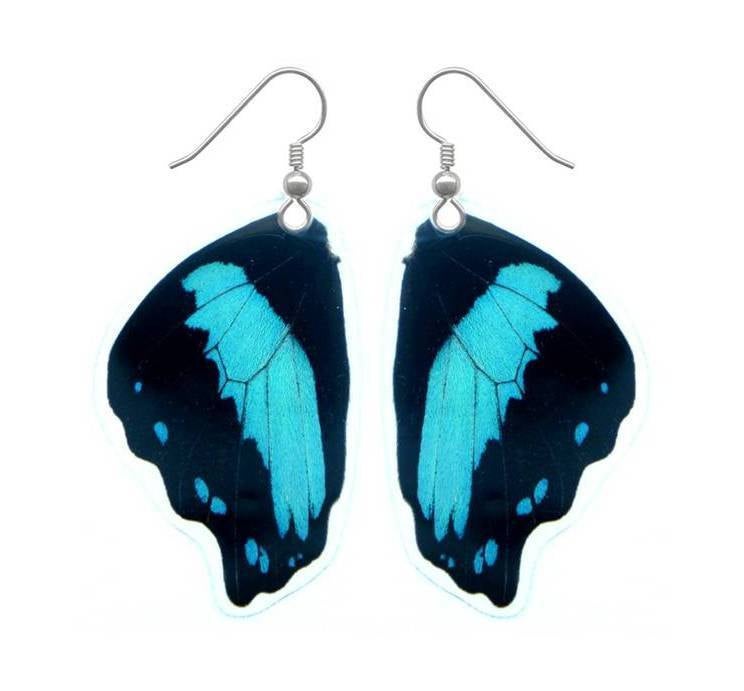 Real blue-banded Papilio bromius butterfly wing earrings