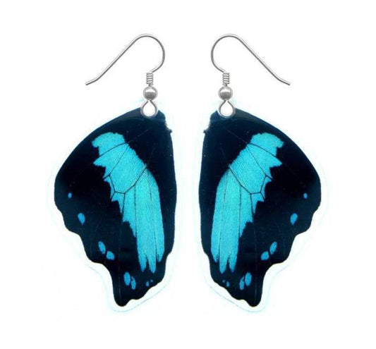Real blue-banded Papilio bromius butterfly wing earrings