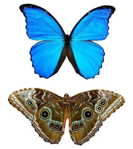 Butterfly wing owl necklace, additional view